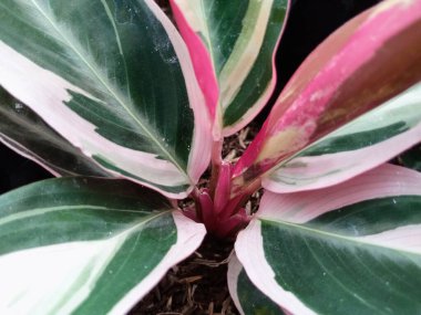 Stromanthe Sanguinea 'nın Macro Detayları Pembe ve Yeşil Varyasyonlu Üçlü Yeşillik