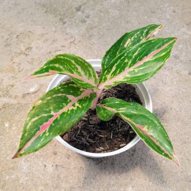 Aglaonema Pembe Dalmaçya Çin Evergreen Ev Fabrikası Beyaz Çömlek İç Dekor İçin