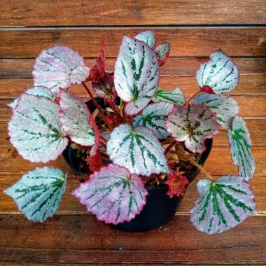Detaylı Yaprak Dokusuyla Gümüş ve Pembe Rex Begonia Ev Bitkisi
