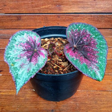 Rex Begonia Pembe Varyasyonlu Boyalı Ev Bitkisi ve Gümüş Benekli Tencere