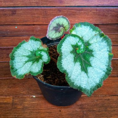 Begonya Salyangoz Yaprak Begonyası Sarmal desenli ve Gümüş Yapraklı