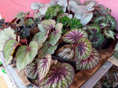 Fabrika Bakımevinde Satılık Tencerelerdeki Begonya Rex Ev Bitkileri Koleksiyonu