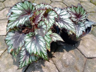 Begonya Rex Tencerede Gümüş ve Burgundy Yapraklı Yaprak Bitkisi Boyadı