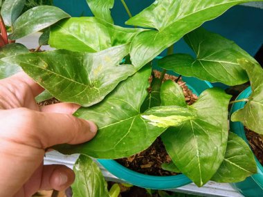 Serada Elle Dokunma Değişken Senfoni Yaprağı