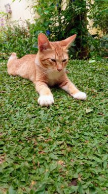 Bahçedeki Yeşil Çimlerde Yatan Ev Ginger Tekir Kedisi