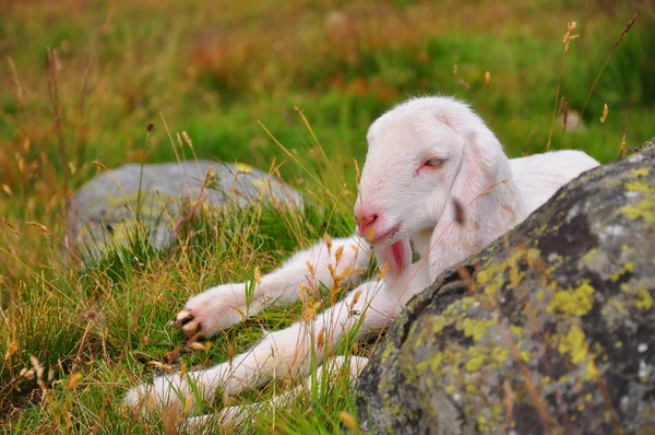 Occhi bianchi perlacei di un agnello che riposa — Foto Stock