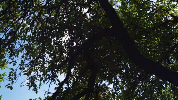 Le ciel à travers les feuilles 