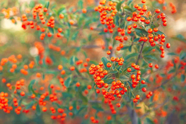 Куст с апельсиновыми ягодами в осенний сезон — стоковое фото