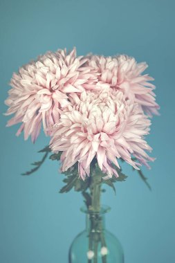 mavi zemin üzerine pembe krizantem 