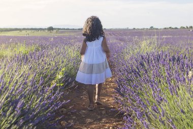 Güzel bir lavanta tarlasında yürüyen 5 yaşında güzel bir kız. Yüksek kalite fotoğraf