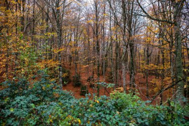 Ağaçlar uzun ve çıplak dururken, altın ve turuncu yapraklar ormanı boyar. Ayaklarının altında, düşen yaprakların zengin tabakası sakin bir atmosfer yaratarak sessiz bir keşif ve yansıma yaratıyor..