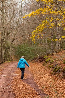 Bir insan, altın ve turuncu yapraklar sergilenen ağaçlarla çevrili, sakin bir ormanda, sarkık yapraklarla kaplı, dolambaçlı bir yolda yürüyor. Taze hava sonbaharın güzelliğini çağrıştırıyor..