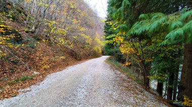 Huzurlu bir çakıl yolu, canlı sonbahar yapraklarıyla süslenmiş bir ormanda esiyor. Güneş ışığı ağaçların arasından süzülerek sakin bir atmosfer yaratır. İzler keşfi davet ederken doğa etrafını sarar..
