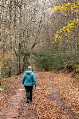 Mavi ceketli bir adam, düşmüş yapraklarla kaplı sakin bir orman yolunda yürüyor. Çevreleyen ağaçlar canlı sonbahar renkleri sergiliyor, sakin, resim gibi bir manzara yaratıyor..