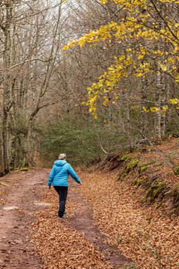 Bir insan, altın ve turuncu yapraklar sergilenen ağaçlarla çevrili, sakin bir ormanda, sarkık yapraklarla kaplı, dolambaçlı bir yolda yürüyor. Taze hava sonbaharın güzelliğini çağrıştırıyor..
