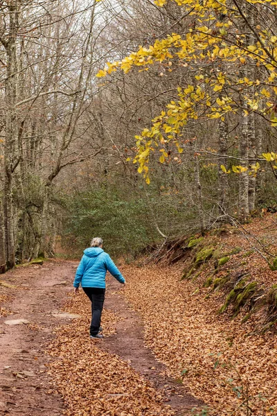 Bir insan, altın ve turuncu yapraklar sergilenen ağaçlarla çevrili, sakin bir ormanda, sarkık yapraklarla kaplı, dolambaçlı bir yolda yürüyor. Taze hava sonbaharın güzelliğini çağrıştırıyor..