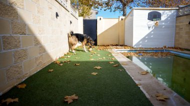 Meraklı bir köpek, dağınık sonbahar yapraklarıyla dolu büyüleyici bir arka bahçede geziniyor. Açık mavi gökyüzü, köpek bulanık bir havuzun yakınındaki alanı incelerken manzarayı aydınlatıyor..