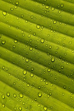 Yaprak dokusunda su damlacıklarının yakın plan görüntüsü