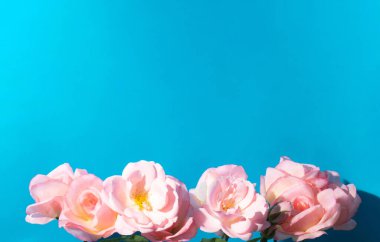 Mavi arka planda romantik pembe güller. Yaratıcı, taze bir fikir. Kopya alanı olan en küçük güzel çiçek konsepti.