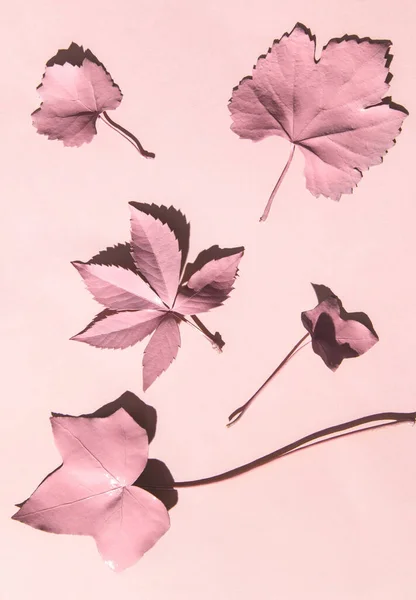 単色の秋の概念 淡いピンクの葉がパステルカラーです 最小限の秋の組成 自然の平らなレイアウトのアイデア ストック写真