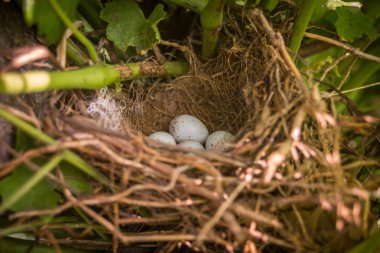 Serçe yumurta yuvada