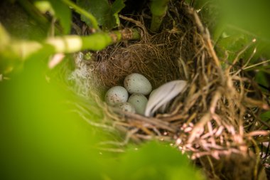 Serçe yumurta yuvada