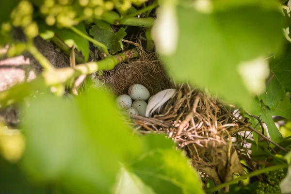 Serçe yumurta yuvada