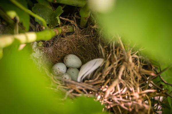 Sparrow eggs in nest — Stock Photo, Image