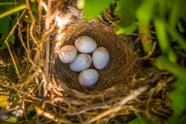 Huevos de gorrión en nido — Foto de Stock