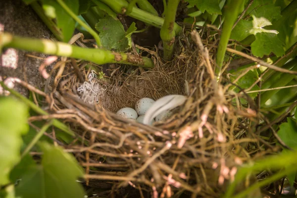 Huevos de gorrión en nido — Foto de Stock