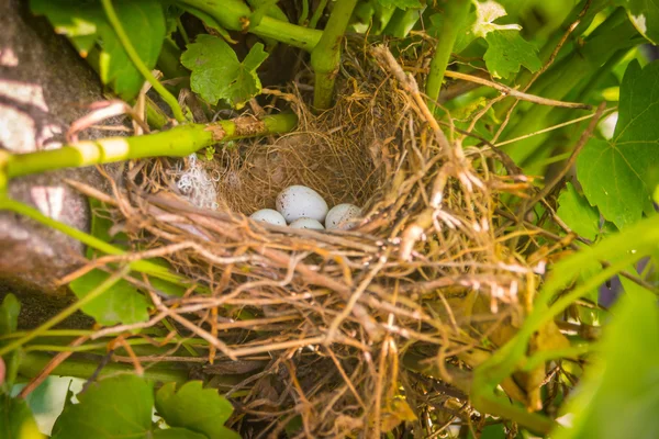 Sparrow vejce v hnízdě — Stock fotografie