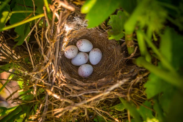 Œufs de moineau dans le nid — Photo