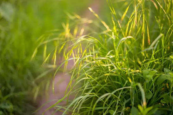 gün batımında yeşil çimen