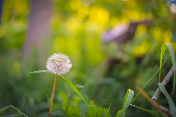 Pissenlit entre l'herbe verte — Photo