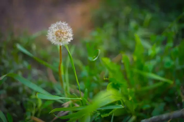 緑の芝生の間のタンポポ — ストック写真