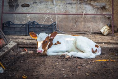 Yeni doğan buzağı dinlenme