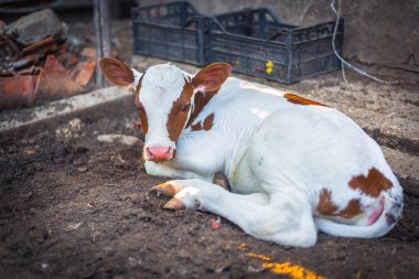 Yeni doğan buzağı dinlenme