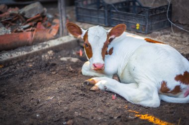 Yeni doğan buzağı dinlenme