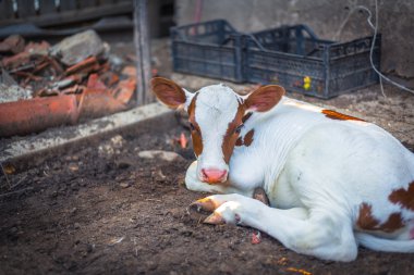 Yeni doğan buzağı dinlenme