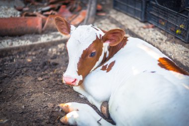 Yeni doğan buzağı dinlenme