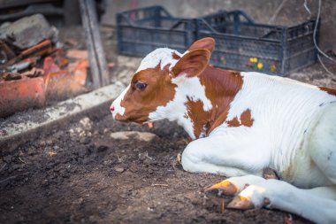 Yeni doğan buzağı dinlenme