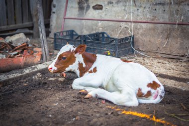 Yeni doğan buzağı dinlenme