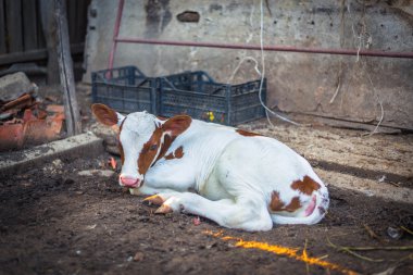 Yeni doğan buzağı dinlenme