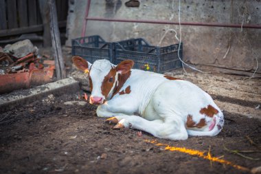 Yeni doğan buzağı dinlenme