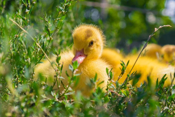 Pato pequeno na grama — Fotografia de Stock