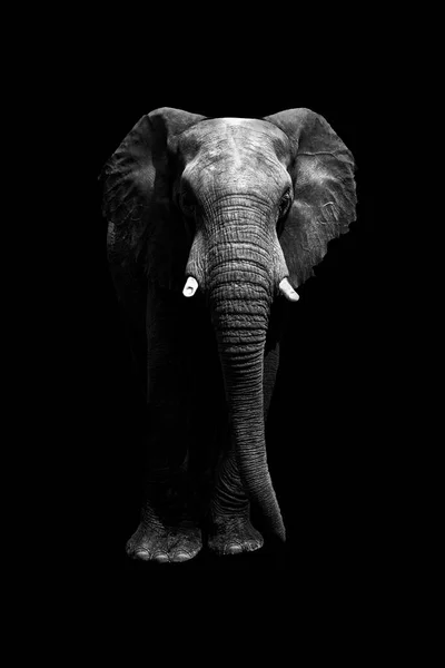 Cutout Elephant Black Background Front Looking Camera Whole Body Copy — Stock Photo, Image