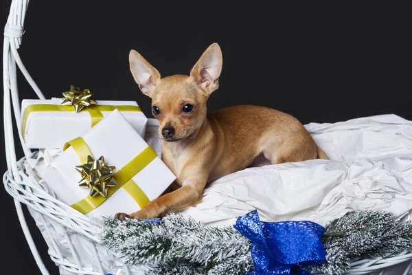 Chihuahua Kutya Belsejében Karácsonyi Kosár Díszített Ajándékokkal — Stock Fotó