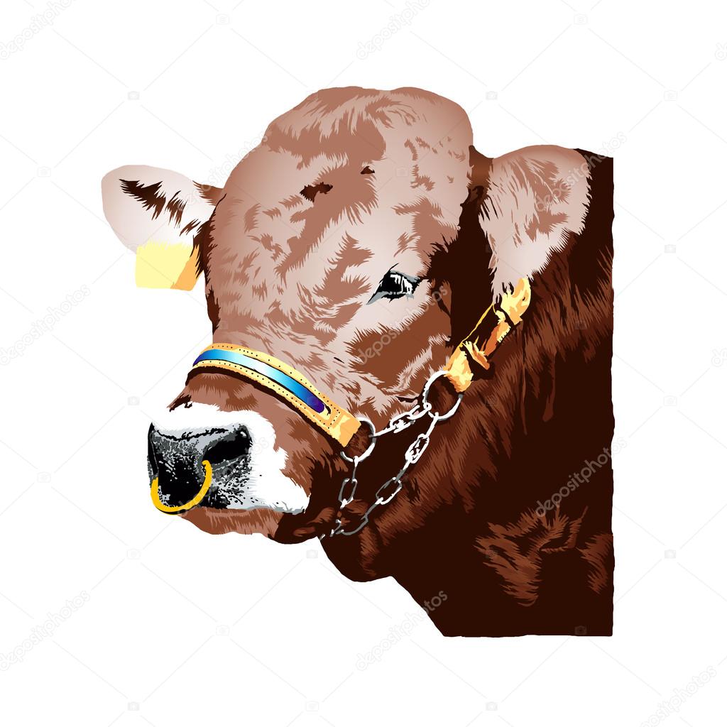 Brown german Braunvieh bull realistic illustration