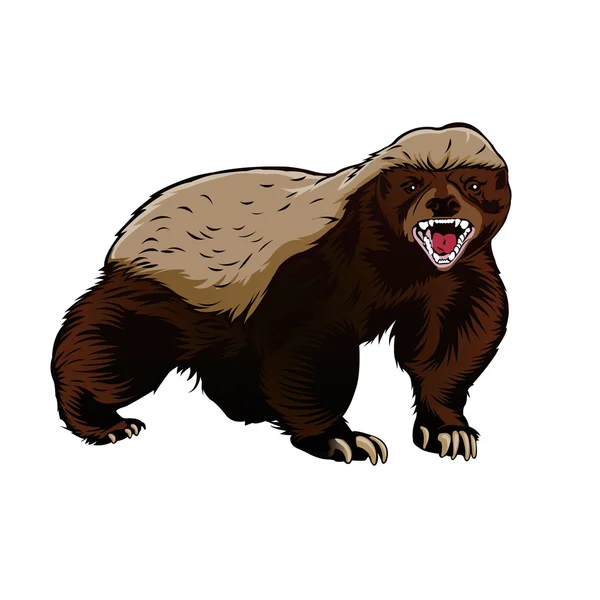 Honey badger afbeelding kleur vector — Stockvector