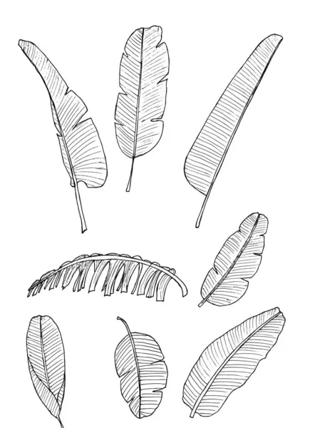Banan Liść Doodle Linia Natura Roślina Ilustracja Izolowane Biały — Zdjęcie stockowe
